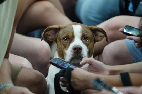 Tel Aviv, Israel - June 23, 2025: A dog sits quietly inside a bomb shelter while people around it focus on their phones, checking news updates during a missile alert. The dog appears ignored 