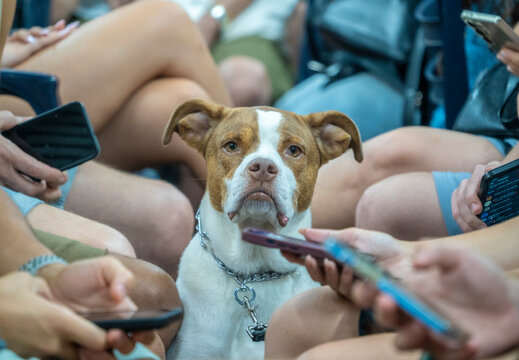 Tel Aviv, Israel - June 23, 2025: A dog sits quietly inside a bomb shelter while people around it focus on their phones, checking news updates during a missile alert. The dog appears ignored 