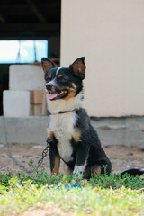 A Happy Dog is Contentedly Sitting in the Lush, Green Grass While Being Safely on a Leash