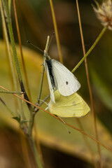 Two white butterflies mating on a branch in nature
