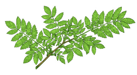 Green leafy branch vector illustration for nature and botanical designs
