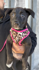Close-up of a puppy held in a man's arms, wearing an animal print poncho. Man is not visible.