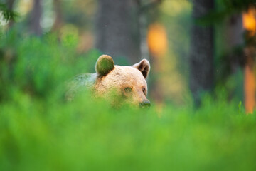 Brown bear in the forest at sunset