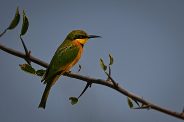 Little bee-eater faces right on thin bough
