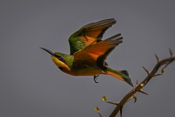 Little bee-eater flies away from thorny branch