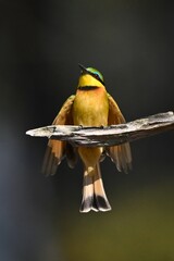 Little bee-eater lands on branch flaring wings