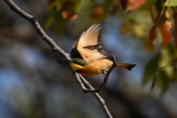 Little bee-eater lifts wings whilst taking off