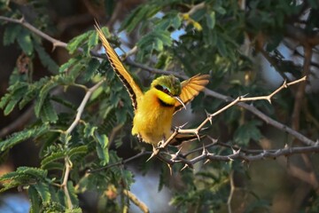 Little bee-eater lands on branch of thornbush