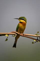 Little bee-eater looks round on twisted branches