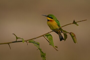 Little bee-eater lifts head on leafy branch