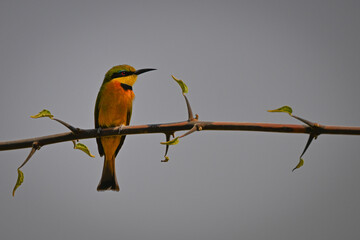 Little bee-eater looks right on leafy branch