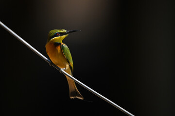 Little bee-eater looks right on diagonal wire