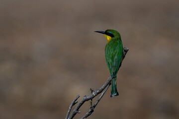 Little bee-eater on branch turning head left