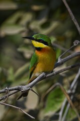 Little bee-eater lifts beak on leafy branch