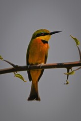 Little bee-eater looks right on leafy bough
