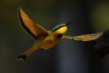 Little bee-eater looks up while spreading wings