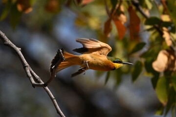 Little bee-eater lifts wings while taking off