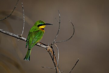 Little bee-eater on dead branch looking right