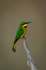 Little bee-eater on dead stump in profile