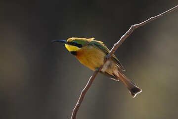 Little bee-eater leans forward on curving branch
