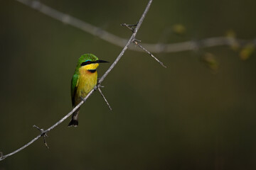 Little bee-eater on curving branch with catchlight