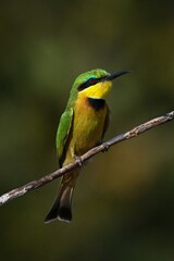 Little bee-eater on dead branch looking up