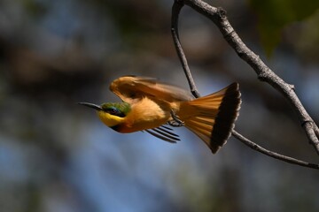 Little bee-eater flaps wings while taking off