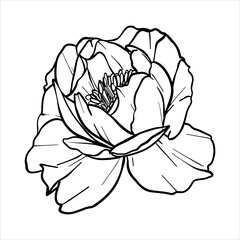 Peony vector flower illustration. Plant drawing in line art style. flower sketch painted by black inks. Graphics hand drawn outline element. Floral Line Art