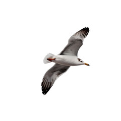 Obraz premium Seagull in Flight Against Transparent Background - Isolated Bird Image
