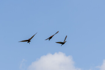 Glossy ibis birds flying in blue sky with clouds