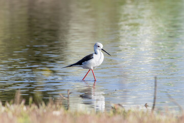 Black winged stilt wading in shallow water with reflection