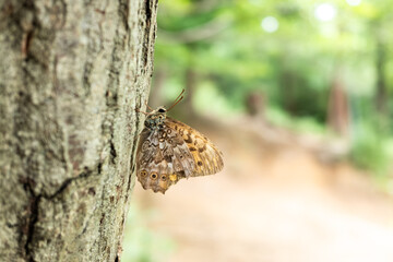 Butterfly, called Neope, perches on the tree trunk.
