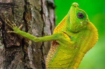 green lizard on a tree