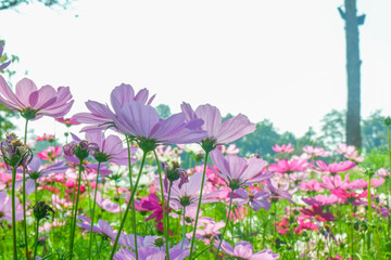 Obraz premium Field of Pink cosmos flowers blooming in garden,wild pink cosmos flowers in spring day,autumn season.