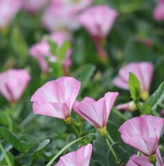 Field bindweed in the Wind