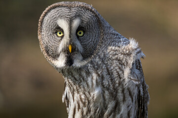 Great Grey Owl