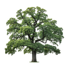 Obraz premium Majestic Oak Tree: A robust oak tree, boasting a wide canopy of vibrant green foliage, stands tall against the sky, providing a sense of strength and longevity.