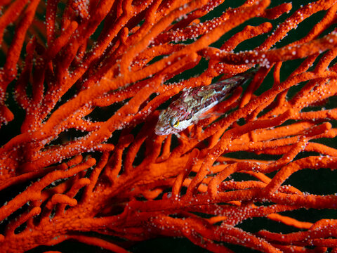 A little Bluespotted klipfish (Pavoclinus caeruleopunctatus) fish sitting on a bright orange sea fan underwater.