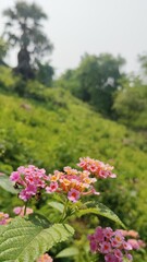 Obraz premium Close-up of Wild Lantana Flowers in Natural Green Forest Background 