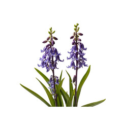 Obraz premium Two Bluebells in Bloom, Isolated on Transparent Background