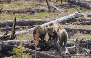 Grizzly Bear Sow and Cubs in Spring in Yellowstone National Park