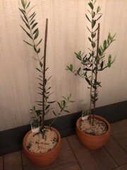 small olive trees