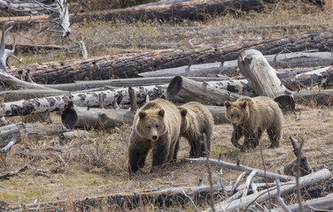 Fototapeta premium Grizzly Bear Sow and Cubs in Spring in Yellowstone National Park