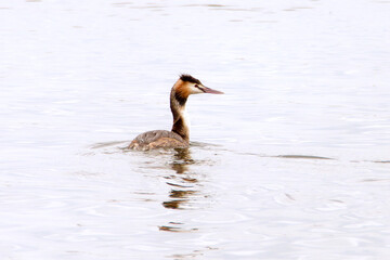 great crested grebe (Podiceps cristatus)
