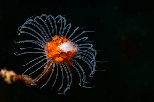 Macro close-up image of a Tubular hydroid polyp (Tubularia warreni) underwater with a dark background.