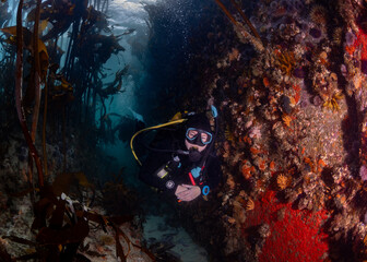 Scuba divers are swimming between a large boulder covered in colorful corals and a kelp forest. The...