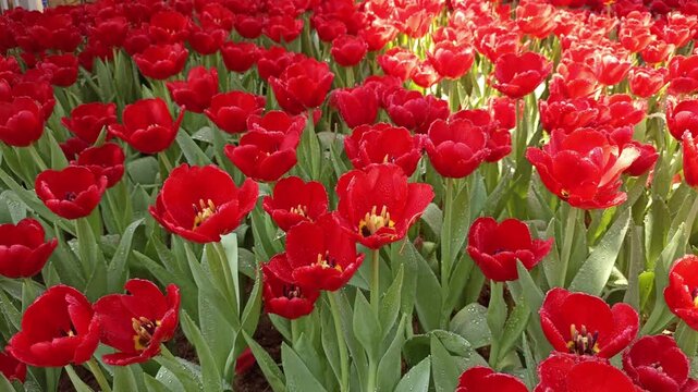 blooming tulip flower decorating in garden