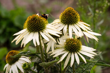 Honeybee on white coneflowers (echinacea)