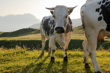 Pasture at 2000 meters