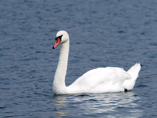 White swan floating on blue calm water